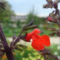 Salvia orthostachys fleur